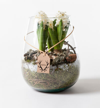 Hvite svibler i glassvase Hvite svibler i glassvase